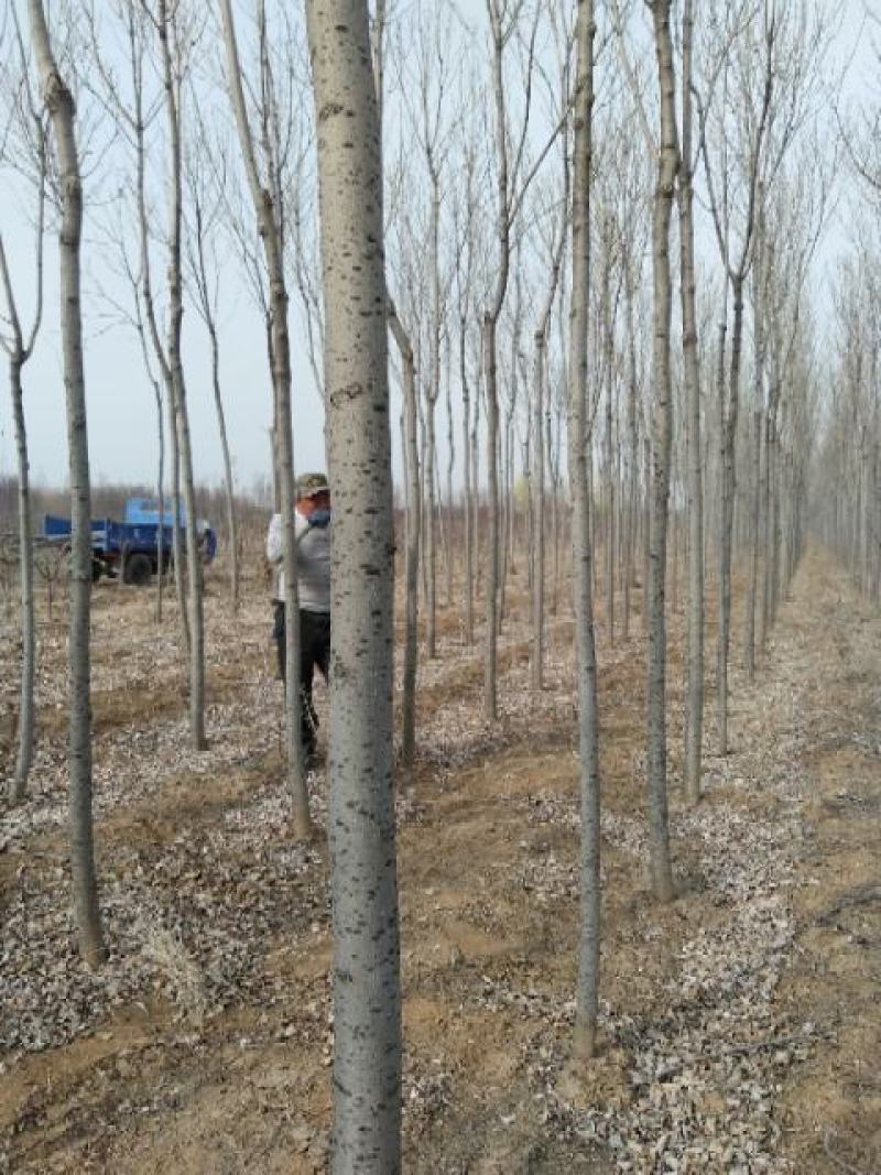 白蜡，山西运城，都是自家树，基地批发。