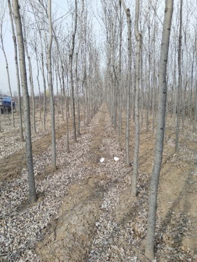 白蜡，山西运城，都是自家树，基地批发。