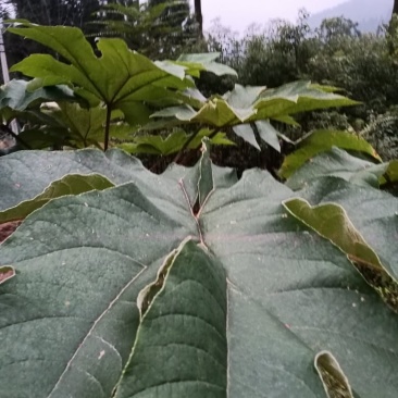 通草种植基地，培育苗木基地，通草它是多年的草本植物，