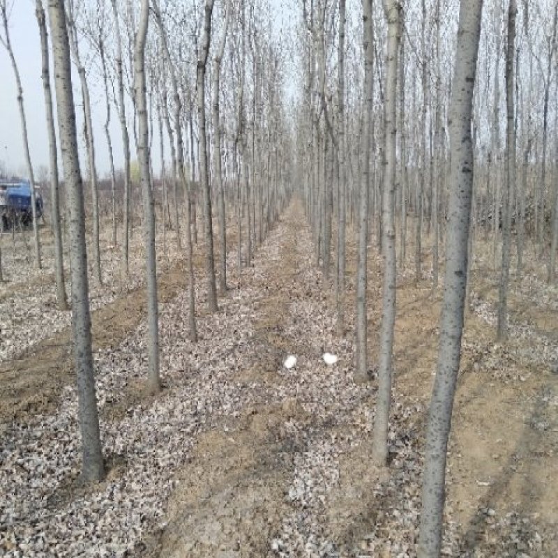 白蜡，山西运城，都是自家树，基地批发。