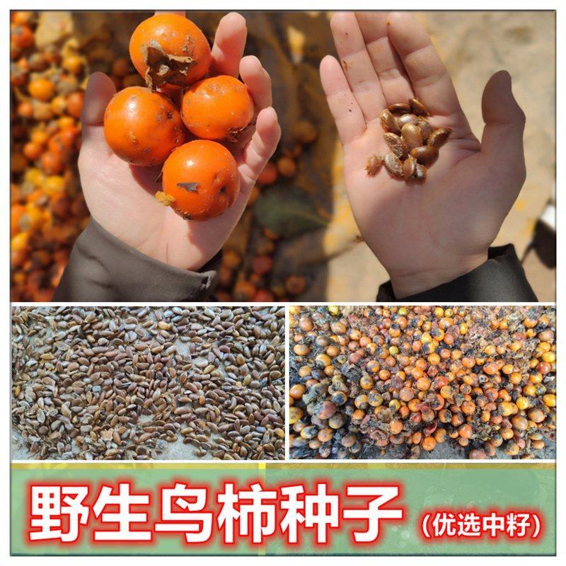鸟柿种子优选野生中籽系太秋甜柿苗专用砧