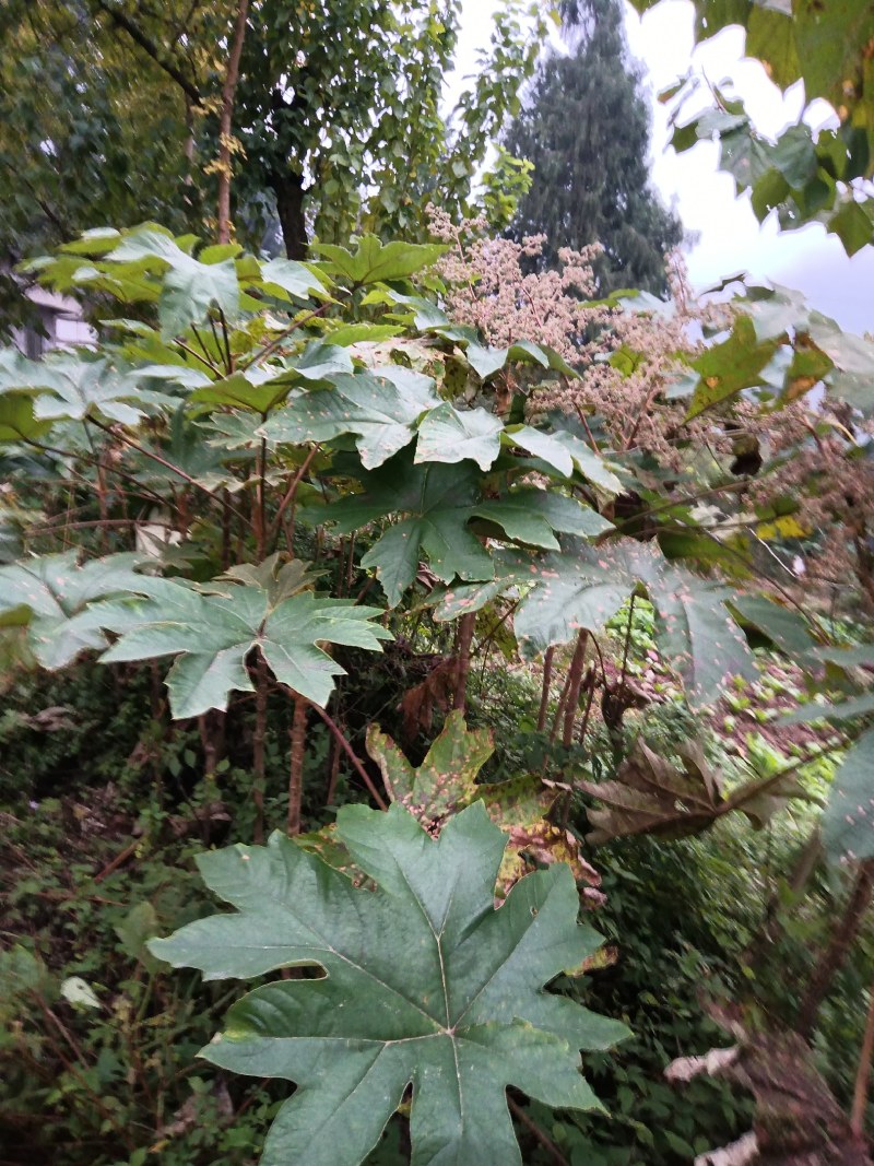 通草种植基地，培育苗木基地，通草它是多年的草本植物，