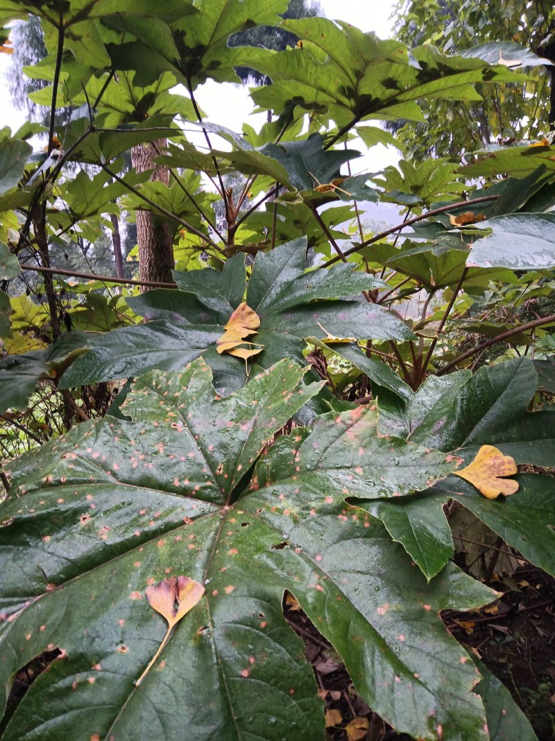 通草种植基地，培育苗木基地，通草它是多年的草本植物，