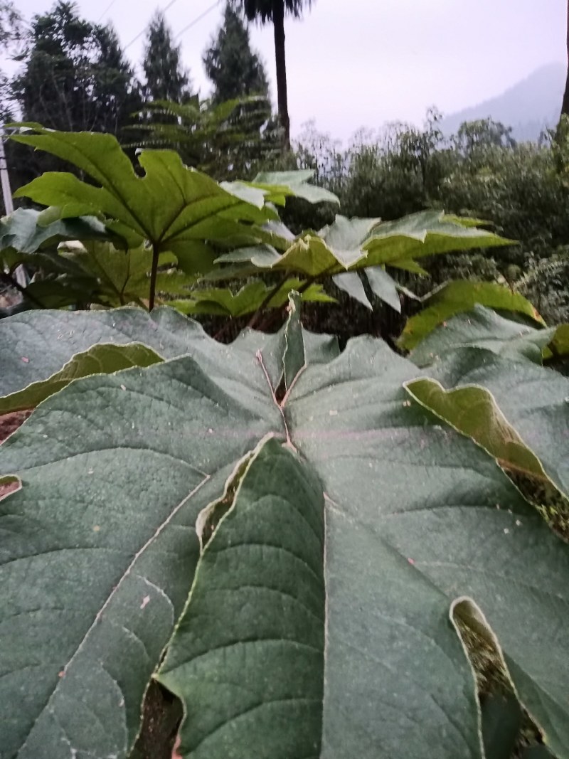 通草种植基地，培育苗木基地，通草它是多年的草本植物，