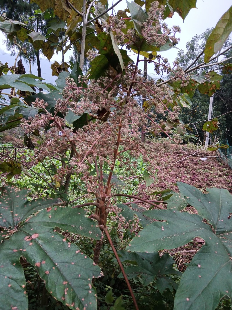 通草种植基地，培育苗木基地，通草它是多年的草本植物，