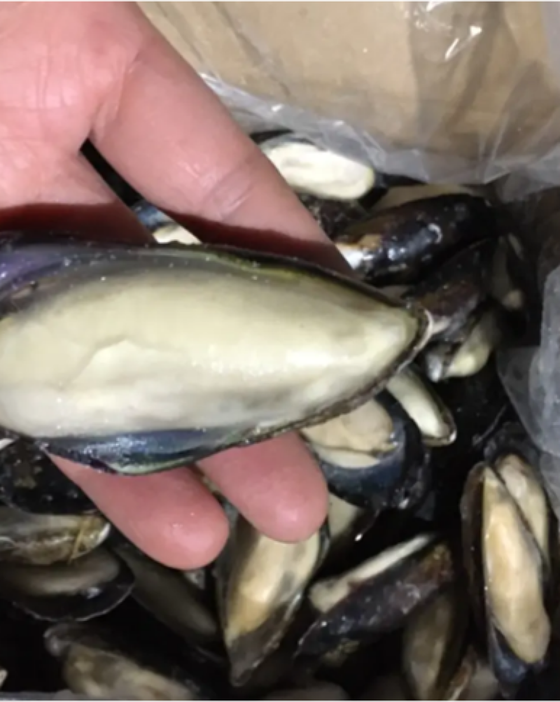 新鲜青口贝半壳肥美一箱9斤全国代发货