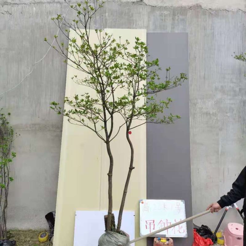吊钟花，一米到五米都有，基地直发，喜欢的老铁私聊