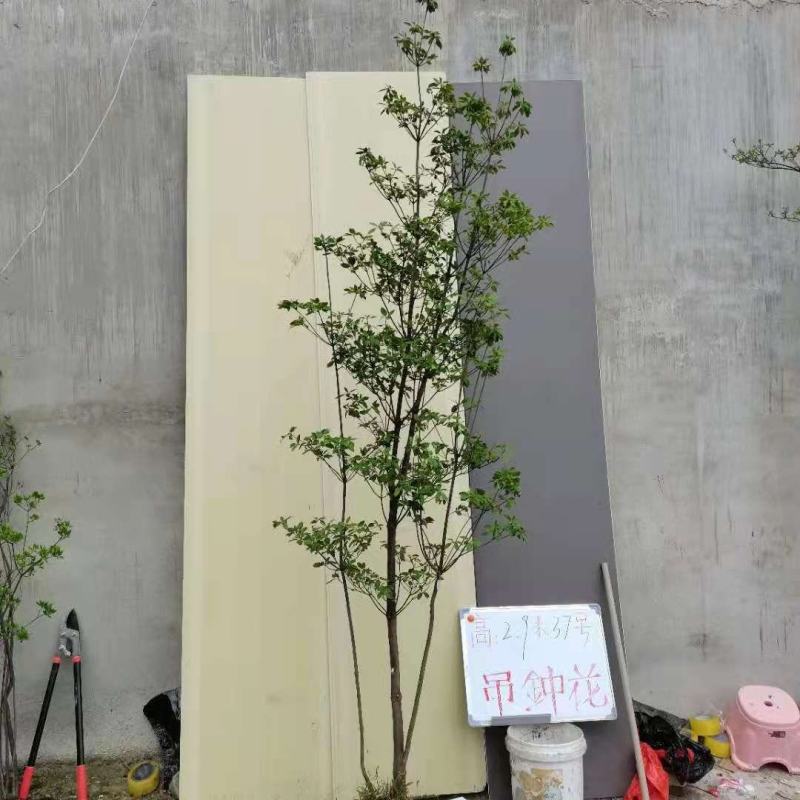 吊钟花，一米到五米都有，基地直发，喜欢的老铁私聊