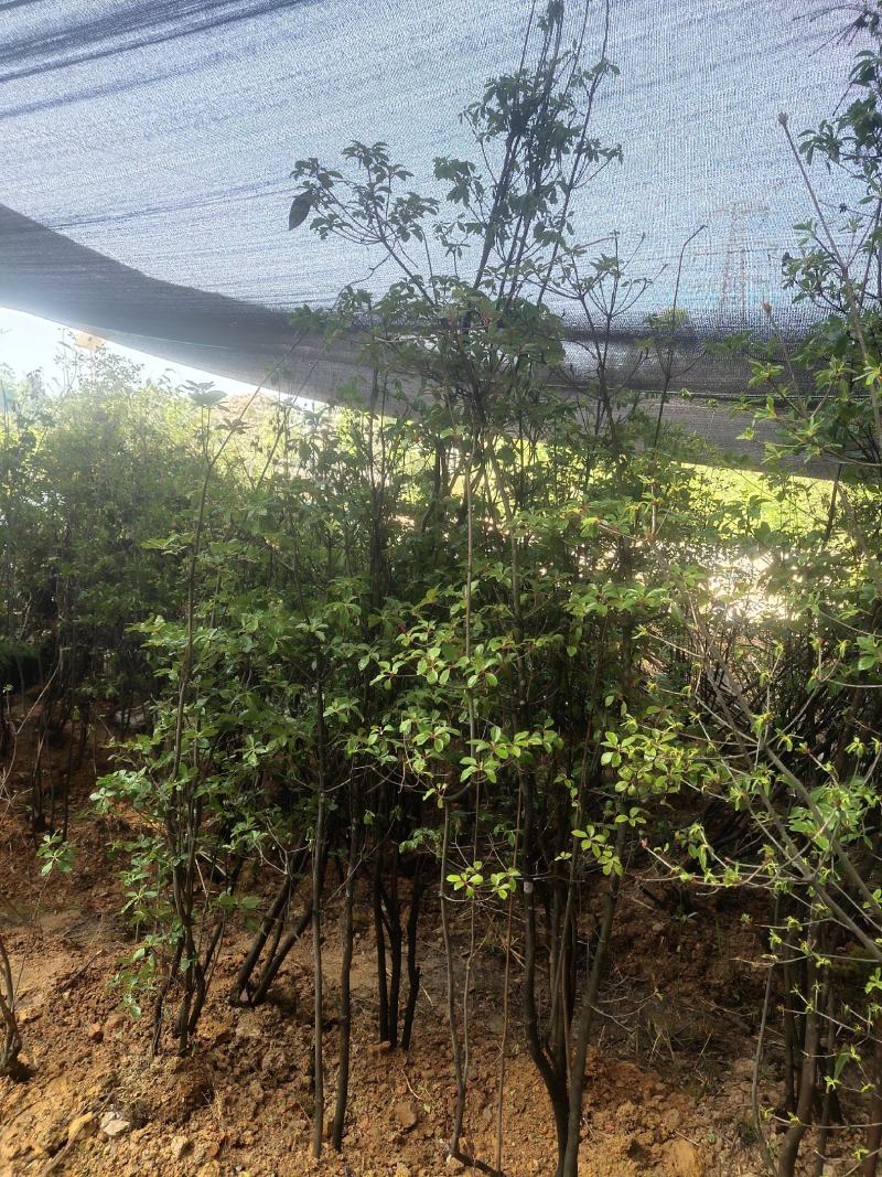 吊钟花，一米到五米都有，基地直发，喜欢的老铁私聊