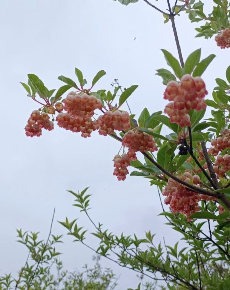 吊钟花，一米到五米都有，基地直发，喜欢的老铁私聊