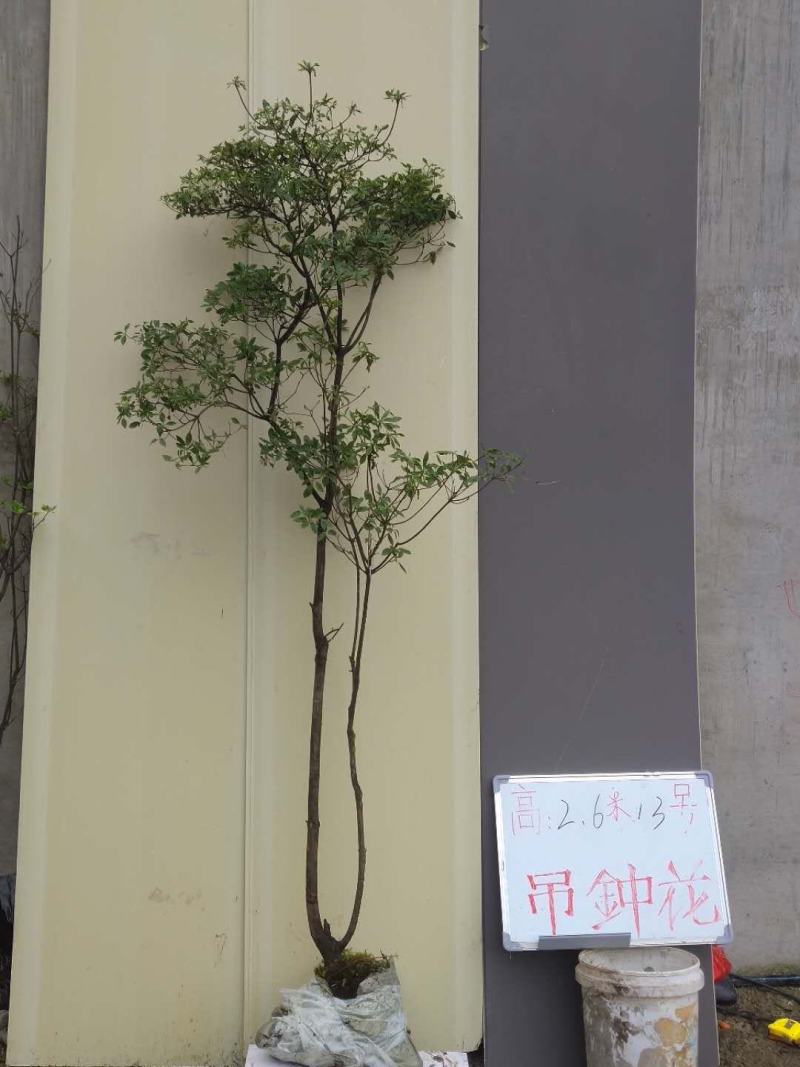 吊钟花，一米到五米都有，基地直发，喜欢的老铁私聊