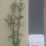 吊钟花，一米到五米都有，基地直发，喜欢的老铁私聊