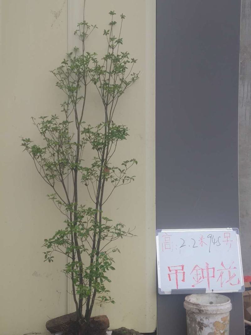 吊钟花，一米到五米都有，基地直发，喜欢的老铁私聊