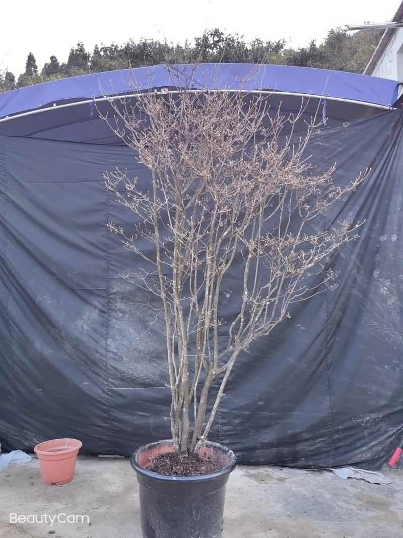吊钟花，一米到五米都有，基地直发，喜欢的老铁私聊