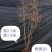 吊钟花，一米到五米都有，基地直发，喜欢的老铁私聊
