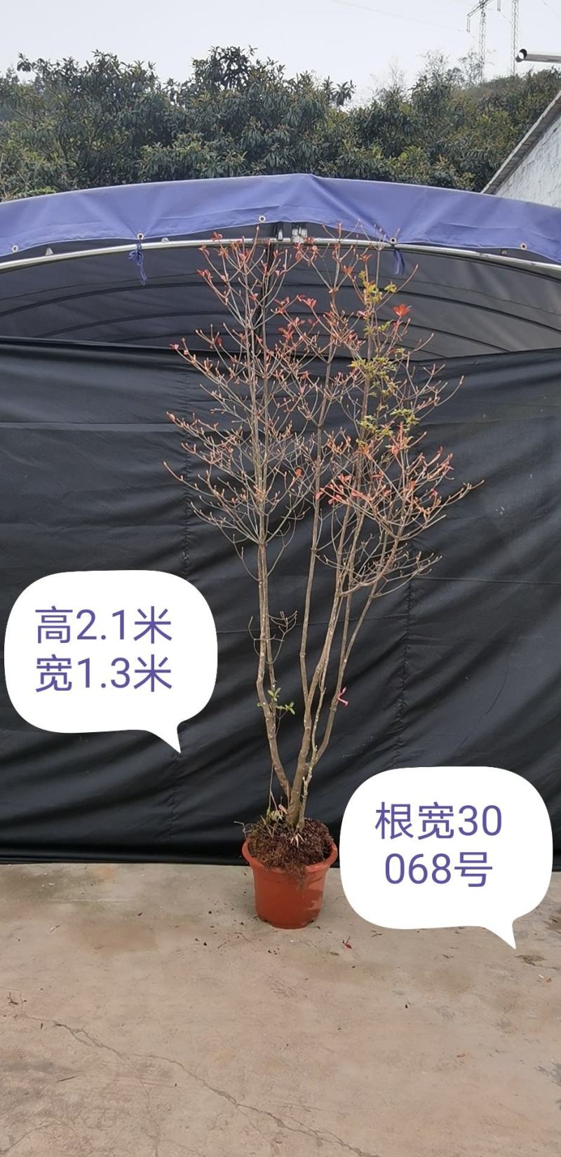 吊钟花，一米到五米都有，基地直发，喜欢的老铁私聊