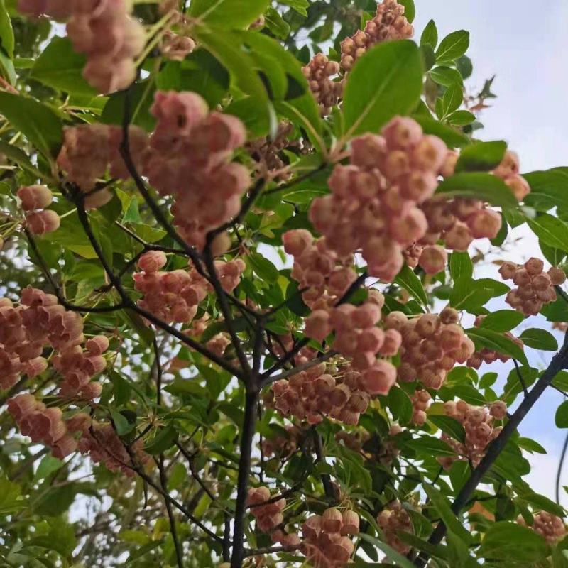 吊钟花