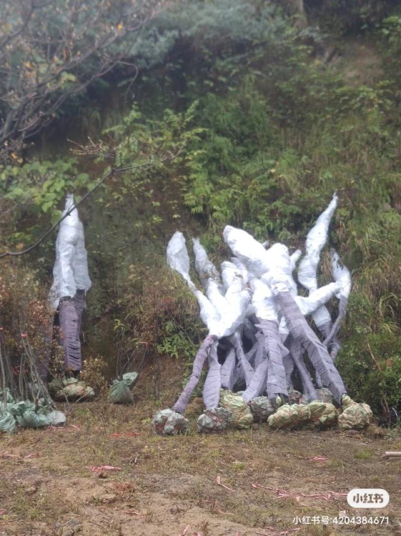 吊钟花