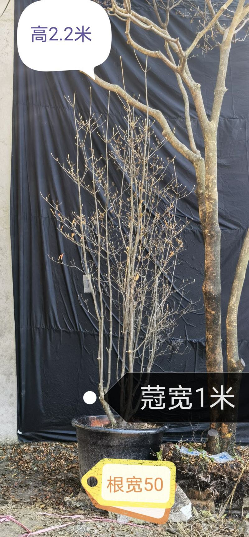 吊钟花