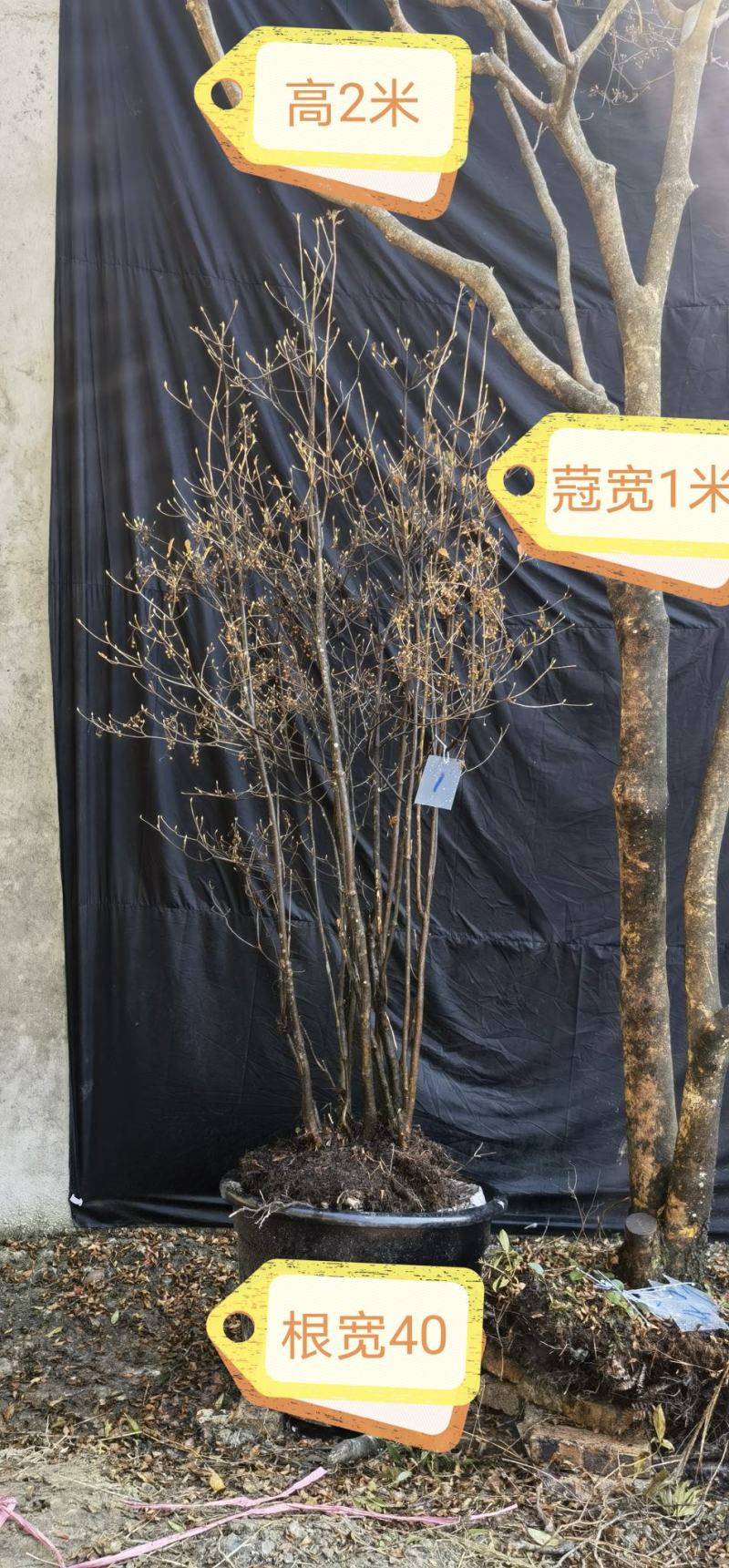 吊钟花