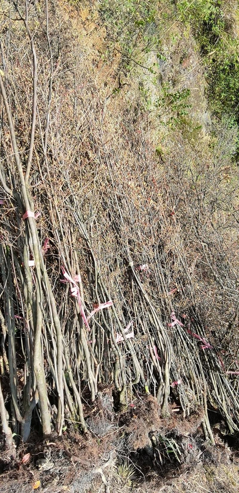 吊钟花