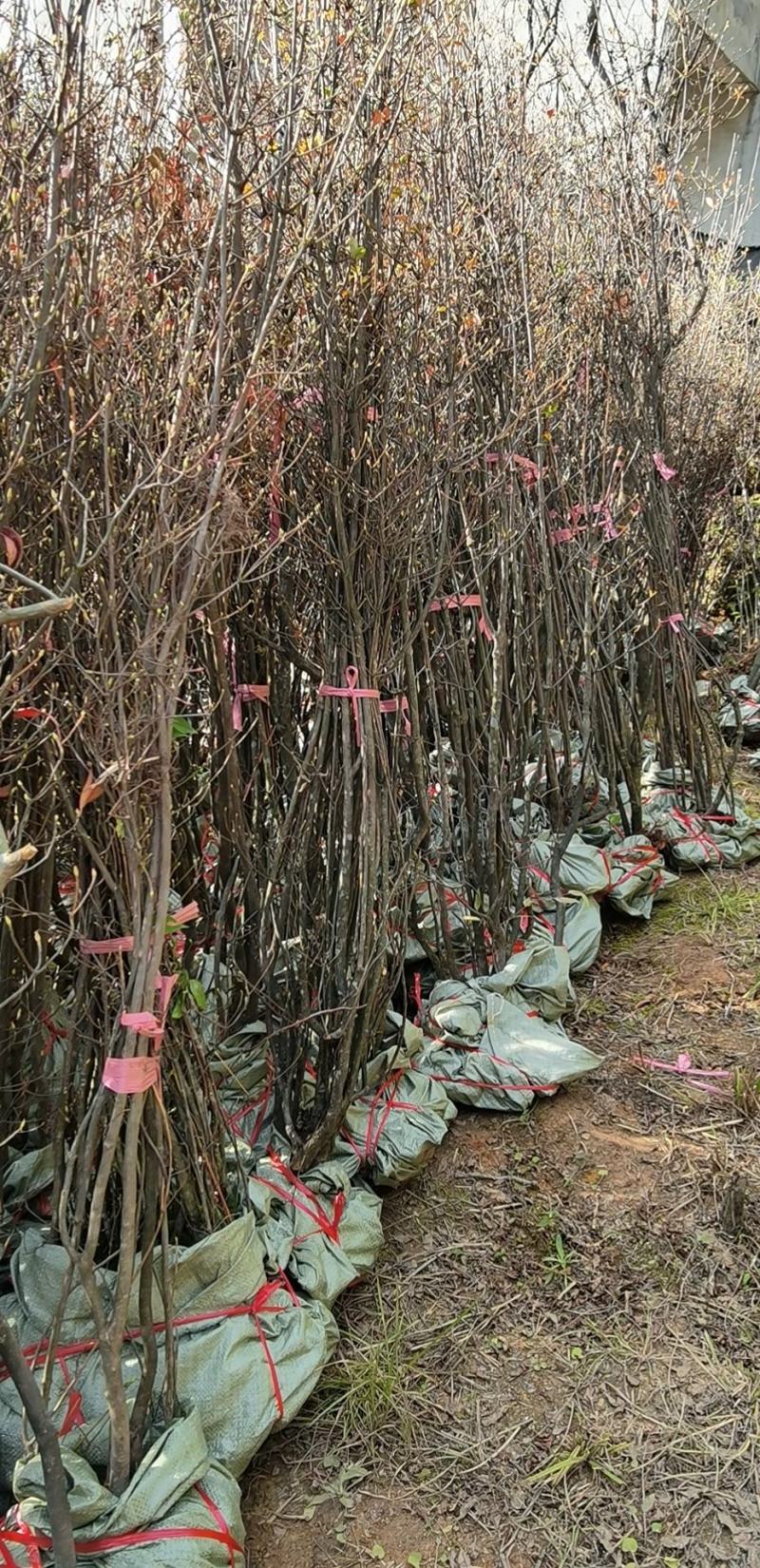 吊钟花