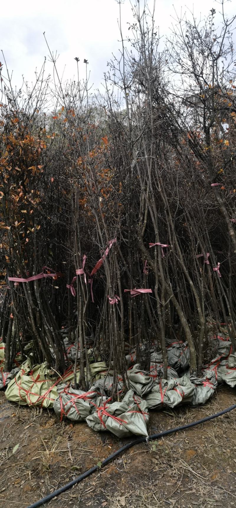 吊钟花