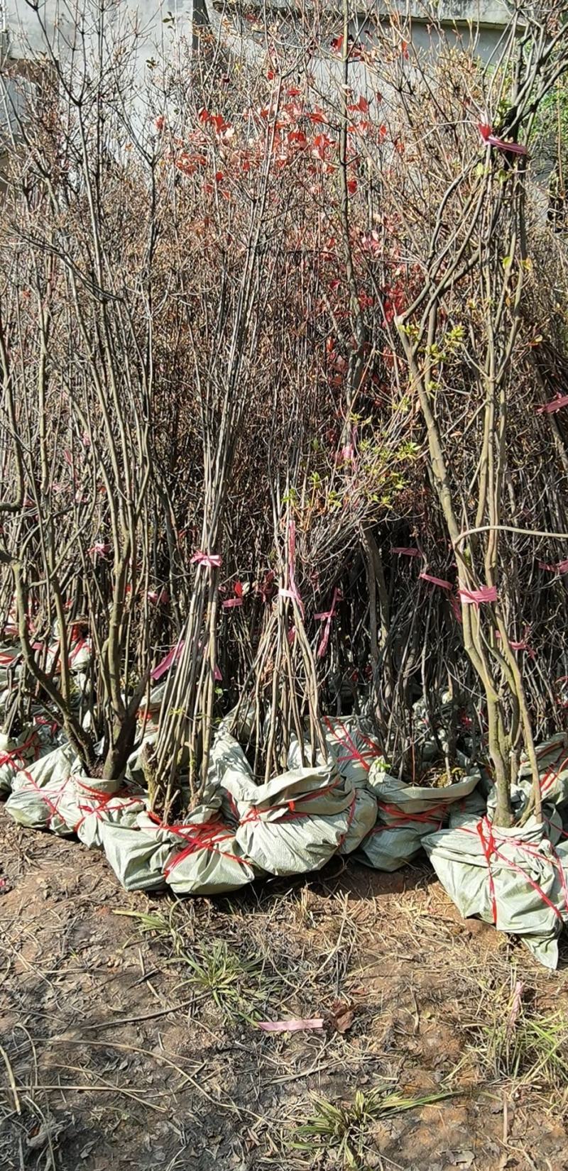 吊钟花