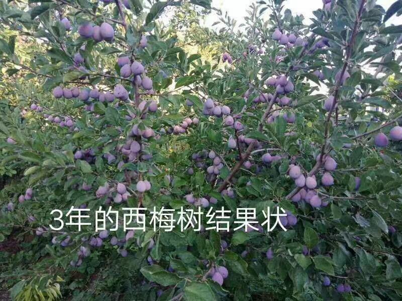 李子苗西梅李子苗法兰西西梅苗味帝李子苗风味玫瑰李子。