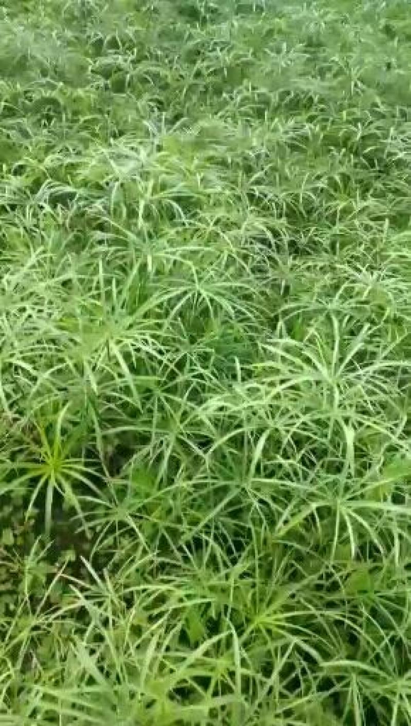 旱伞草，质优价廉，欢迎大量采购，诚信经营，量大从优