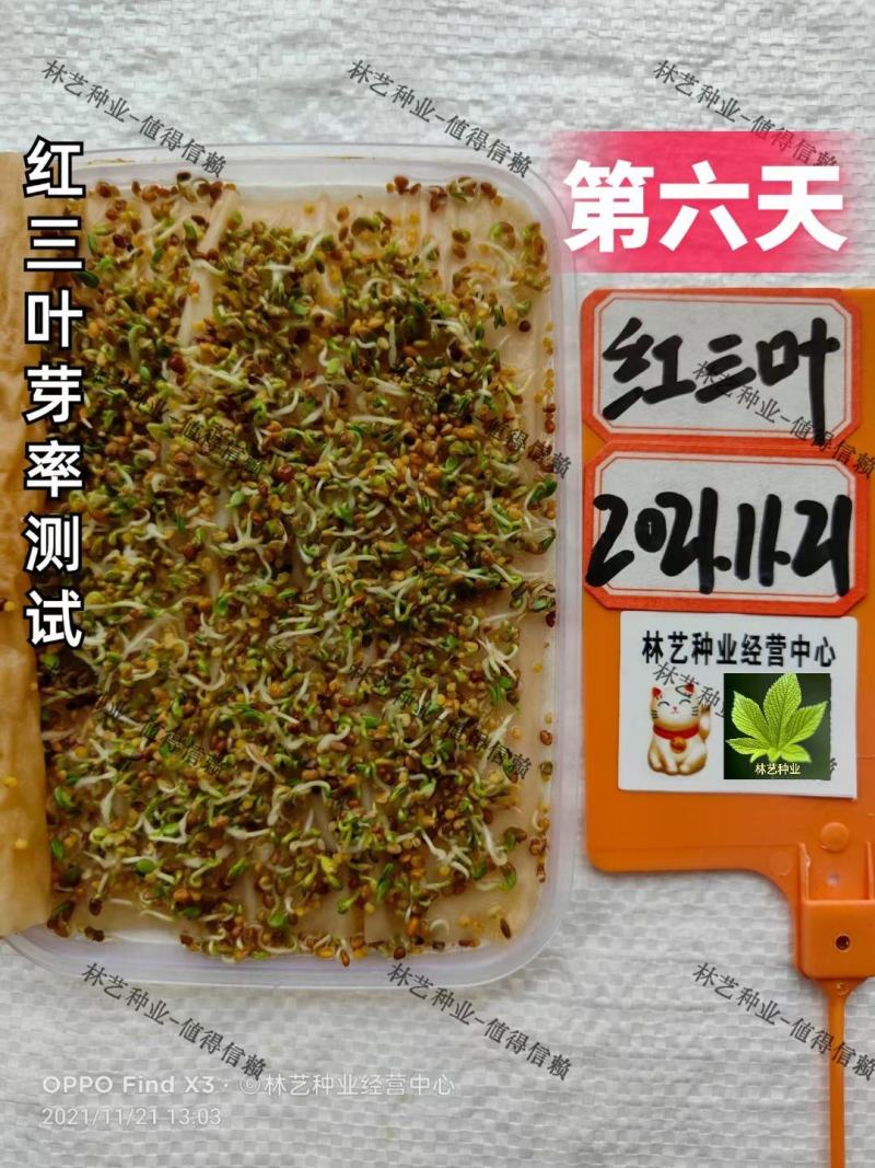 红三叶种子