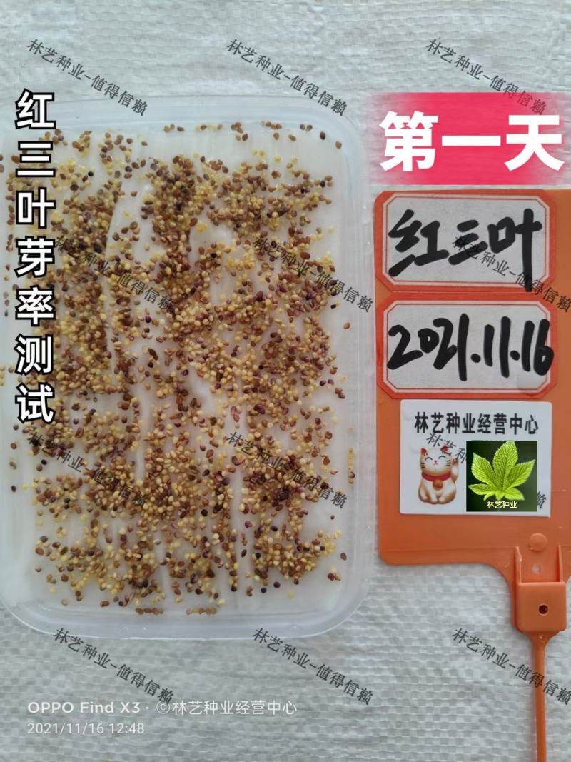 红三叶种子