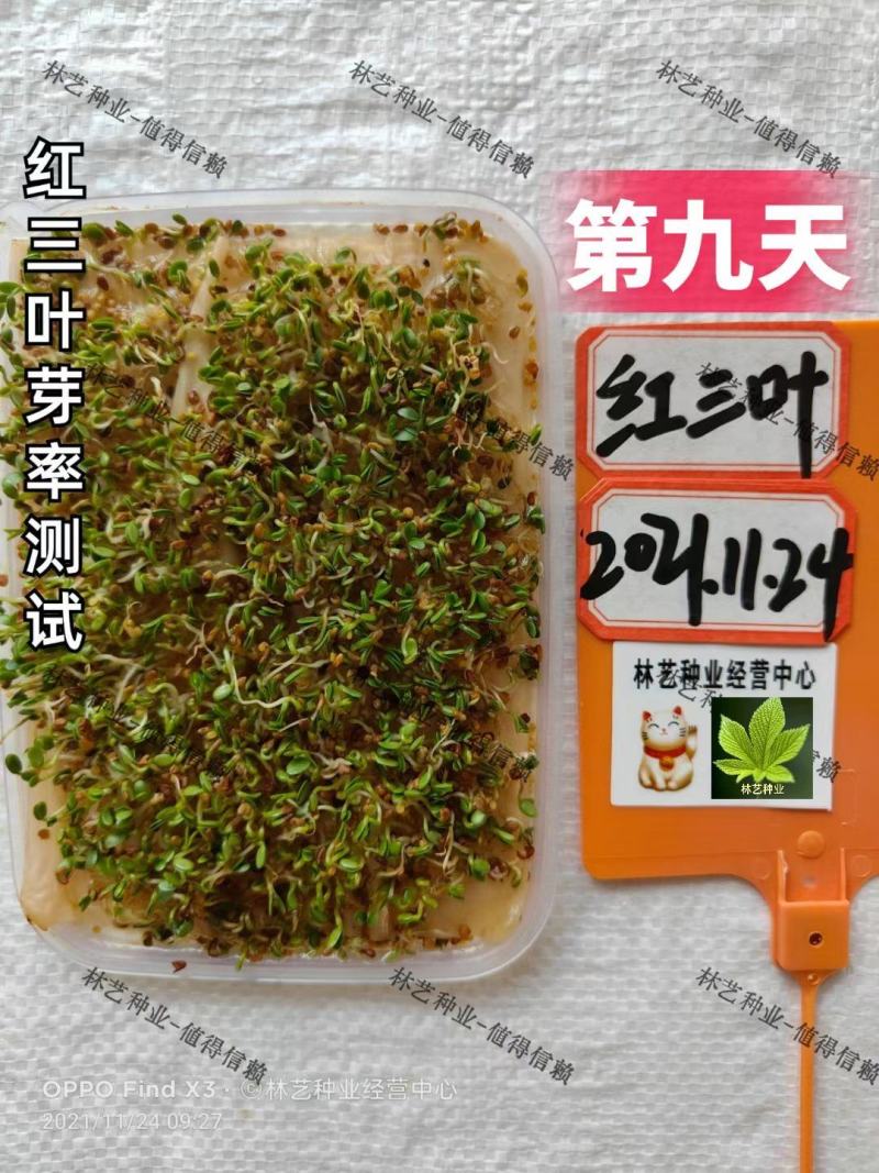 红三叶种子