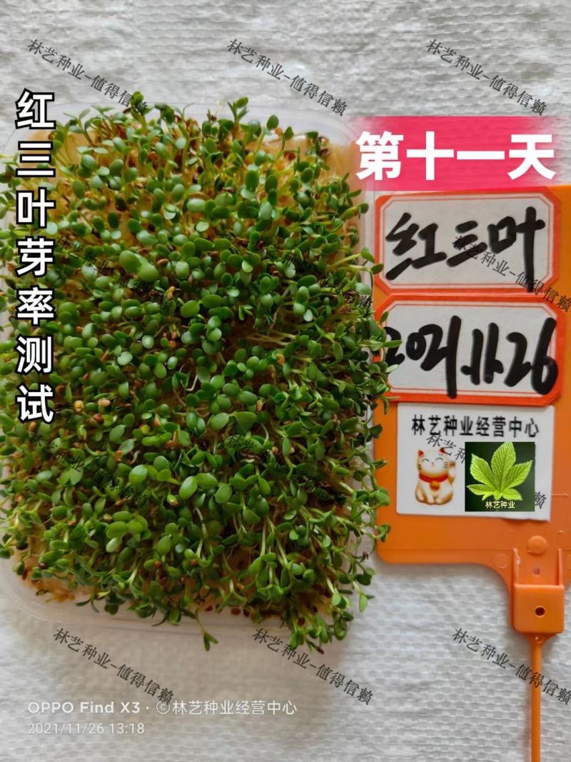 三叶草种子绿化红三叶草籽四季常青护坡绿化庭院多年生
