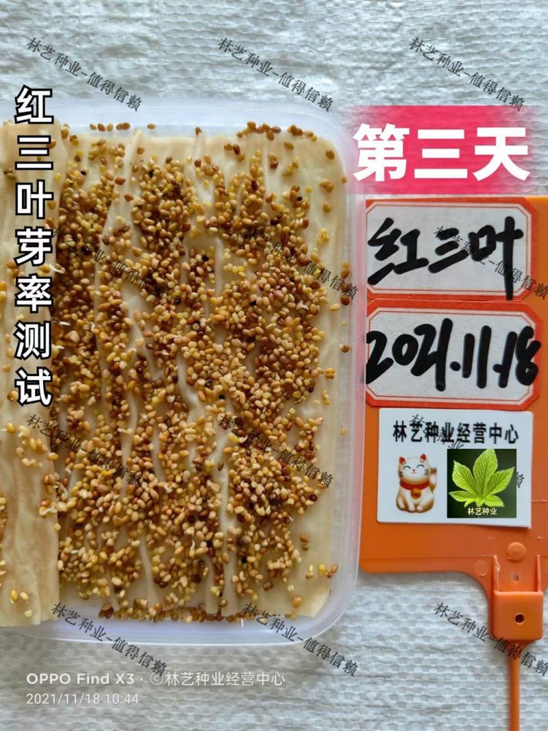 三叶草种子绿化红三叶草籽四季常青护坡绿化庭院多年生