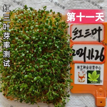 三叶草种子绿化红三叶草籽四季常青护坡绿化庭院多年生