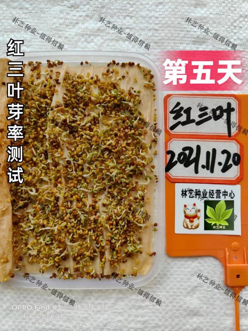 红三叶草种子草多年生三叶花草籽草坪种子果园绿化牧草