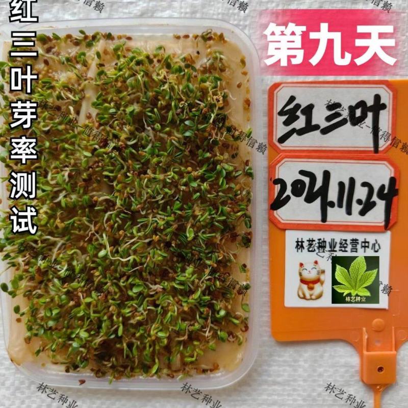 红三叶草种子草多年生三叶花草籽草坪种子果园绿化牧草