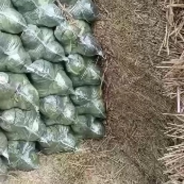 万亩甘蓝基地直供专业代办