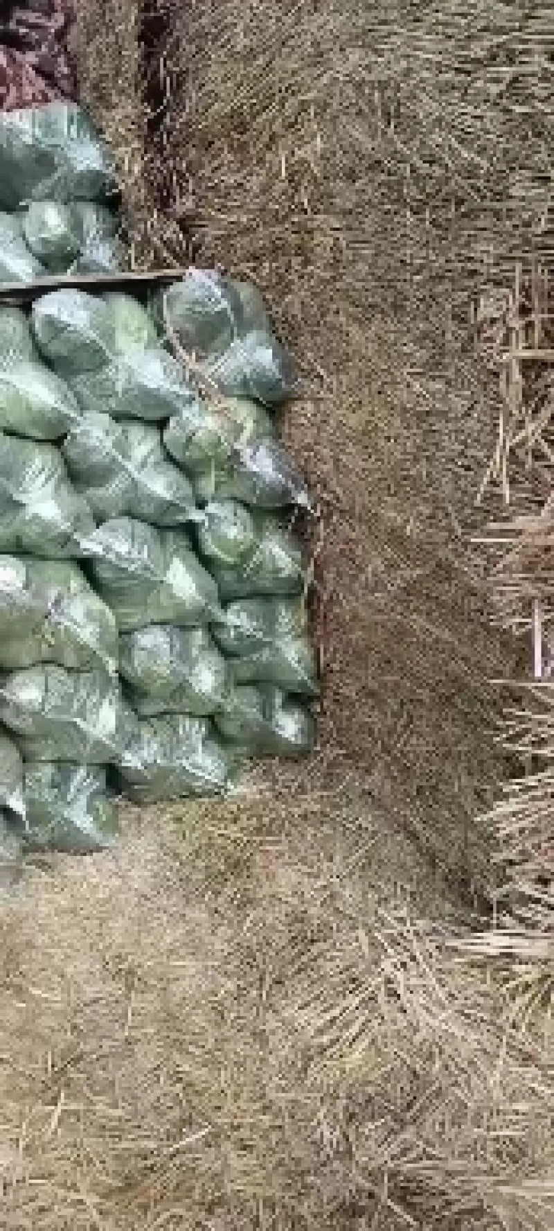 万亩甘蓝基地直供专业代办
