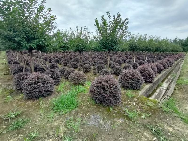 四川成都温江出售大量精品红继木球红花继木球