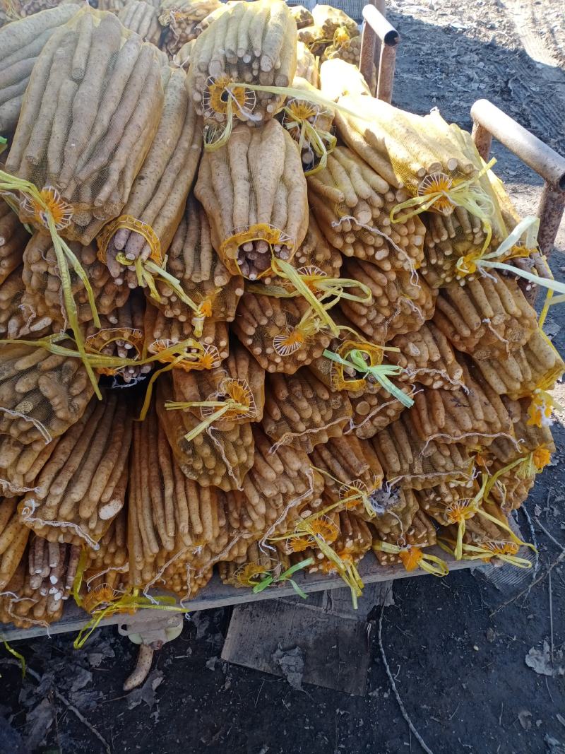河北小白嘴白山药