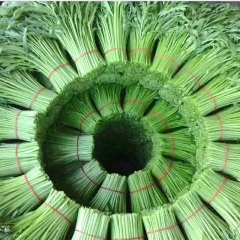 精品茼蒿