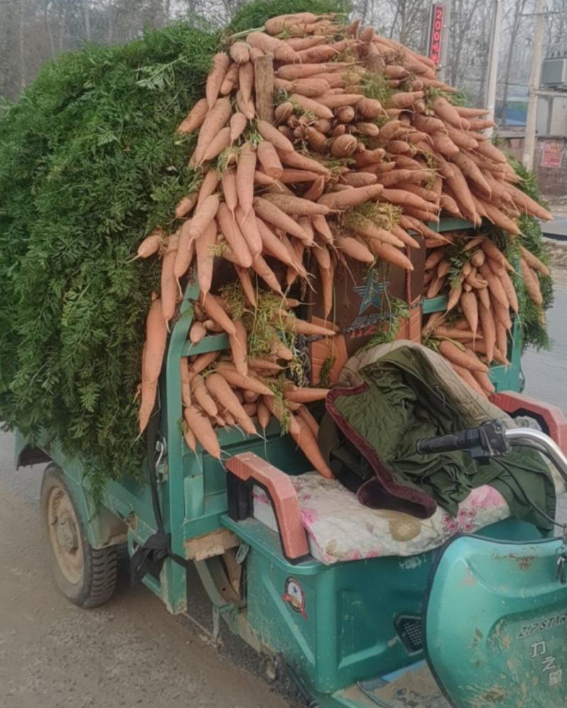胡萝卜大量上市了，欢迎各位老板前来选购