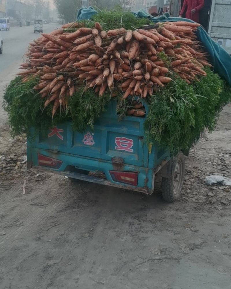 胡萝卜大量上市了，欢迎各位老板前来选购