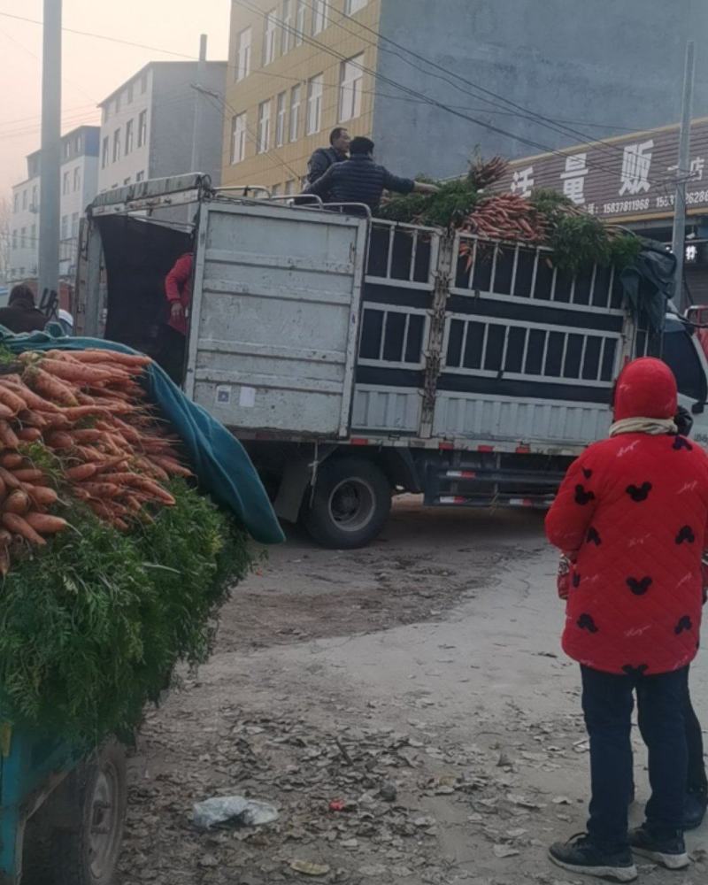 胡萝卜大量上市了，欢迎各位老板前来选购