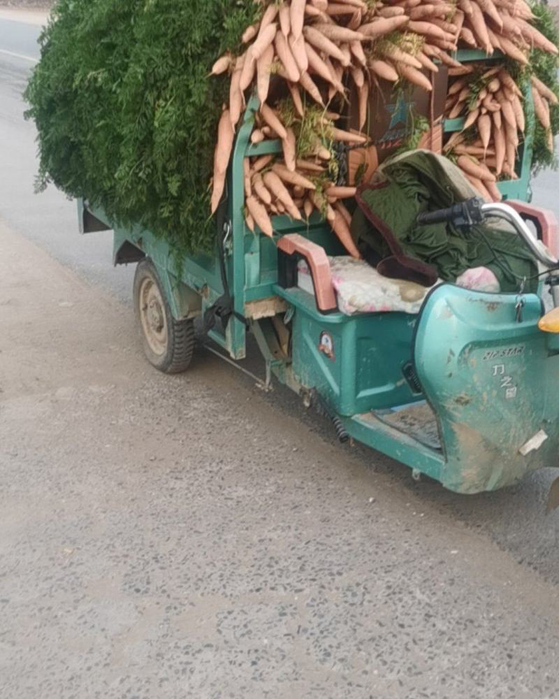 胡萝卜大量上市了，欢迎各位老板前来选购