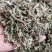 蒲公英蒲公英茶蒲公英根茶不满意可退换货农副产品