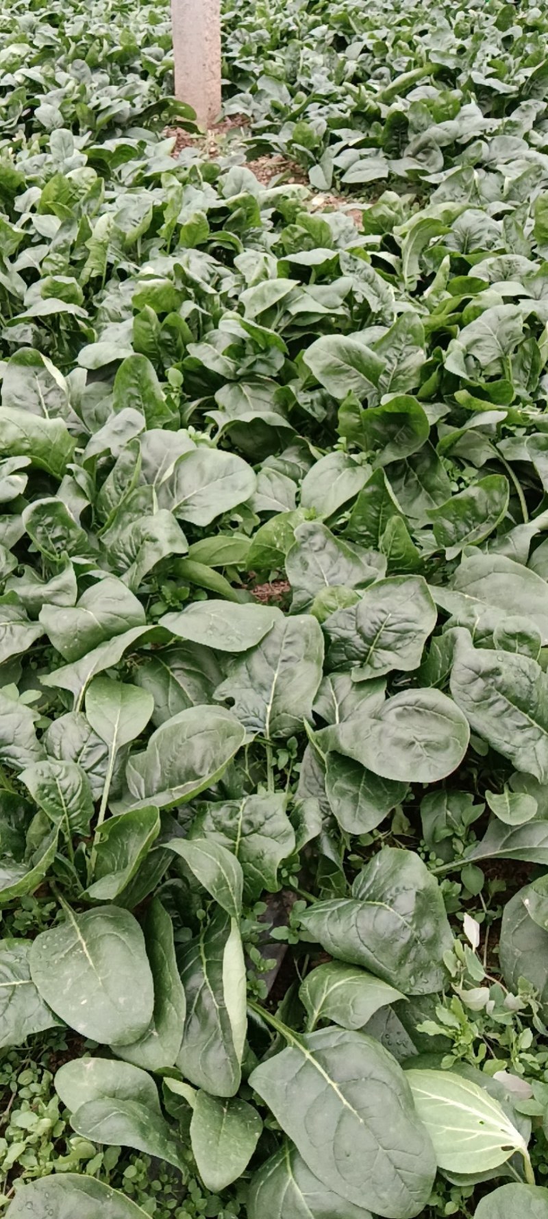 陕西咸阳淳化菠菜大量上市，欢迎客商前来订购