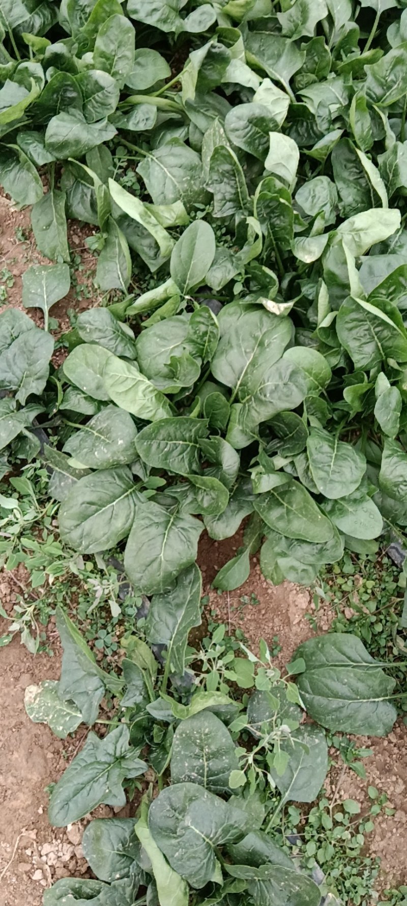 陕西咸阳淳化菠菜大量上市，欢迎客商前来订购